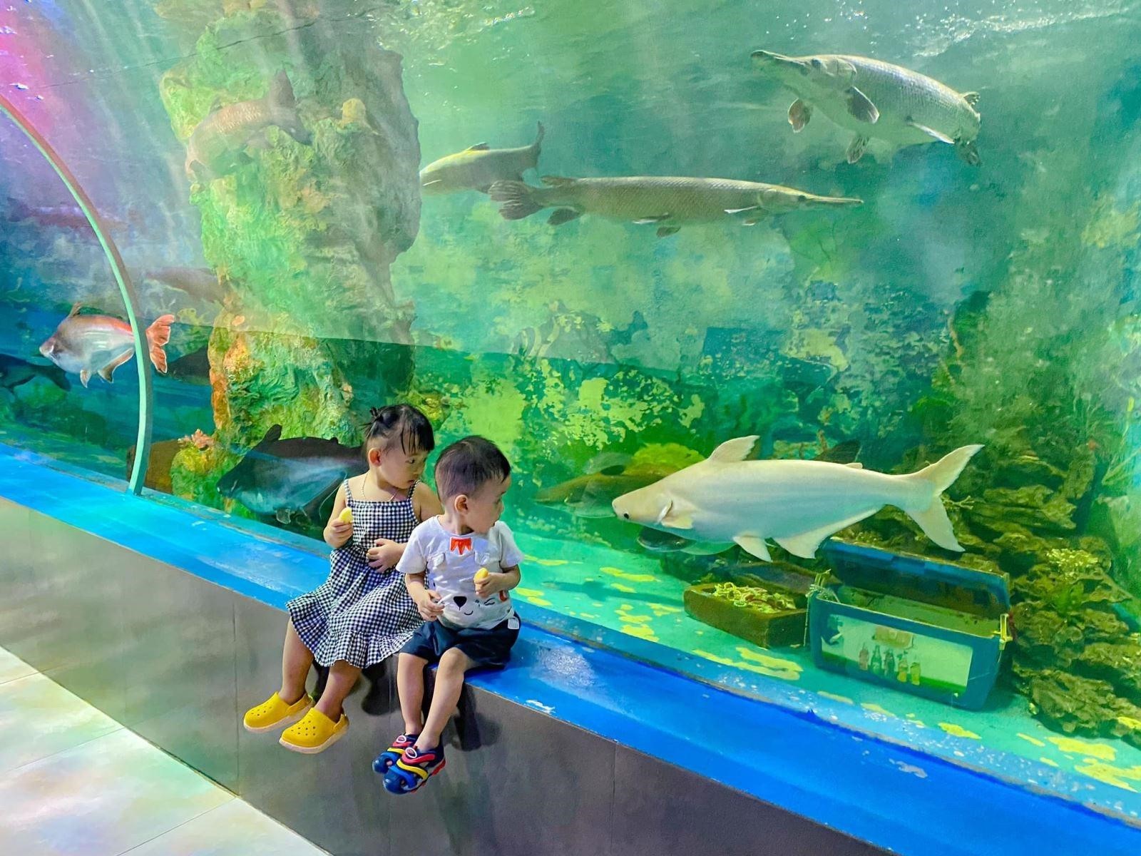 Khám Phá Top 3 Khu Vui Chơi Thuỷ Cung Ở Hà Nội Không Thể Bỏ Lỡ 12 khu vui chơi thuỷ cung ở hà nội